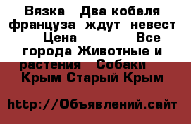  Вязка ! Два кобеля француза ,ждут  невест.. › Цена ­ 11 000 - Все города Животные и растения » Собаки   . Крым,Старый Крым